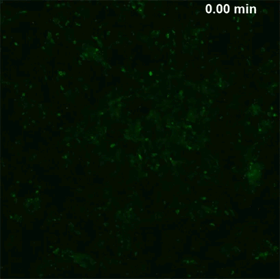 ibidi 1 mv2_ts2.gif